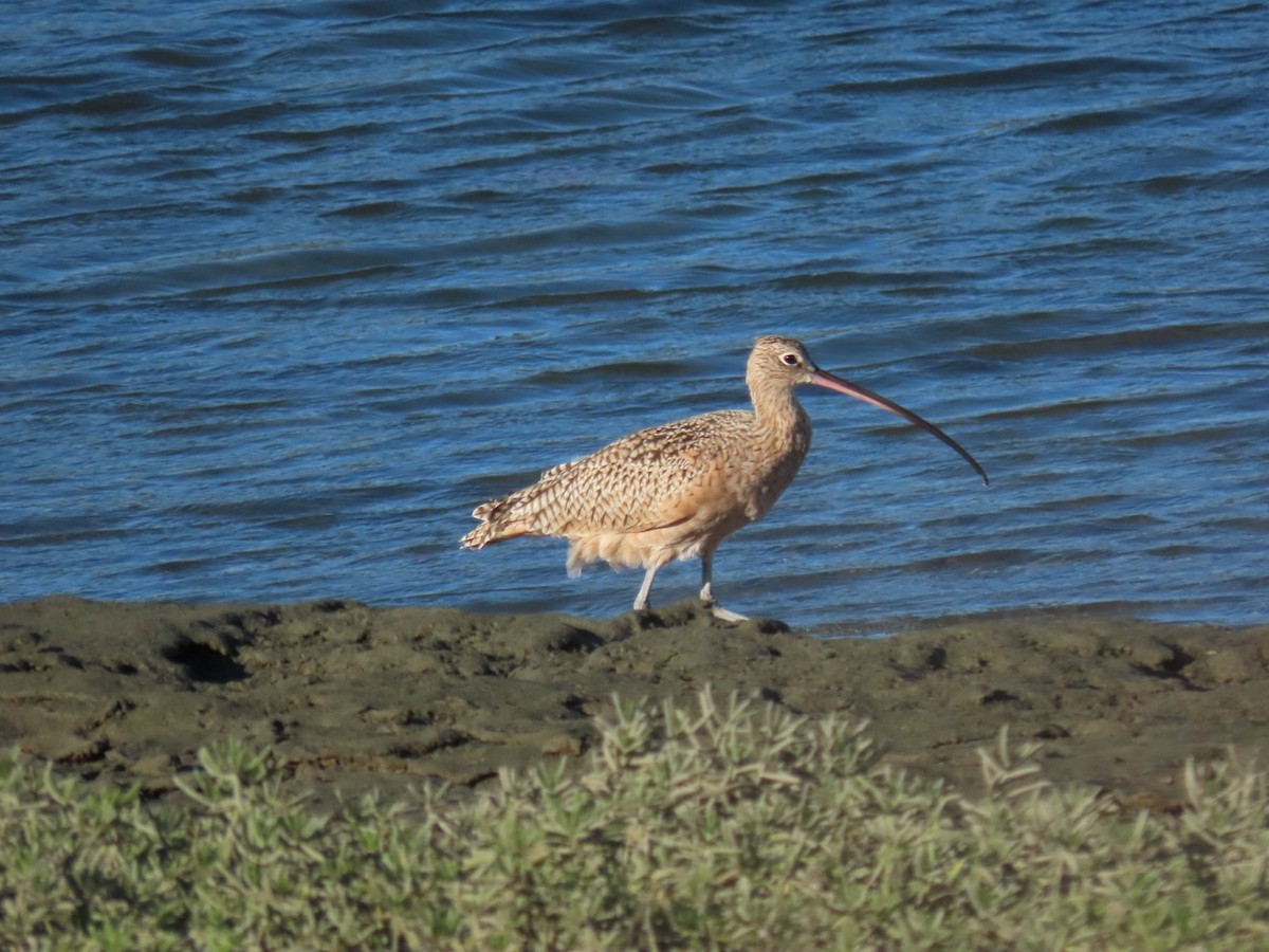 Long-billed Curlew - ML609950791
