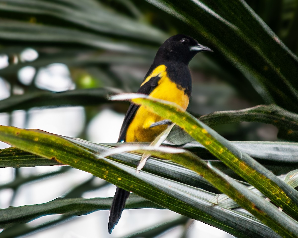 Black-cowled Oriole - ML609950800