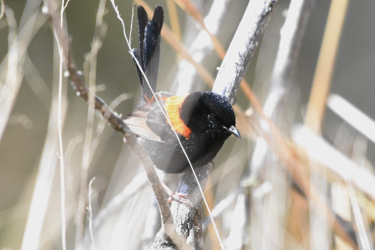 Red-backed Fairywren - ML609950805