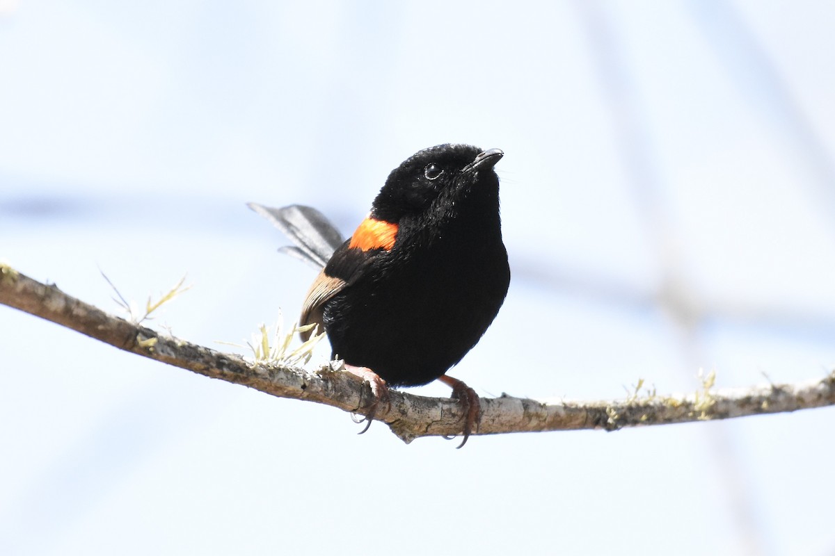 Red-backed Fairywren - ML609950806