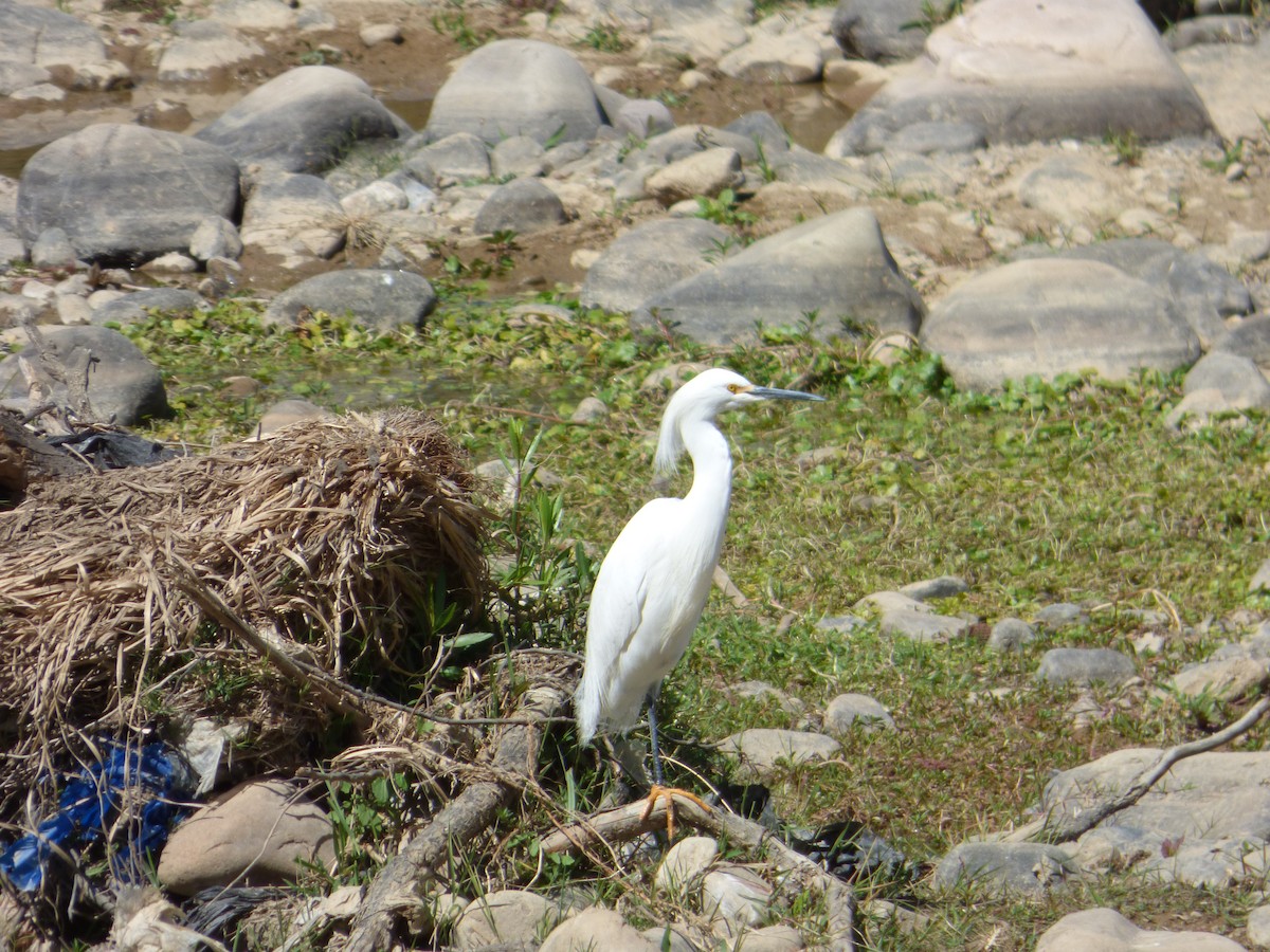 Snowy Egret - ML609950852