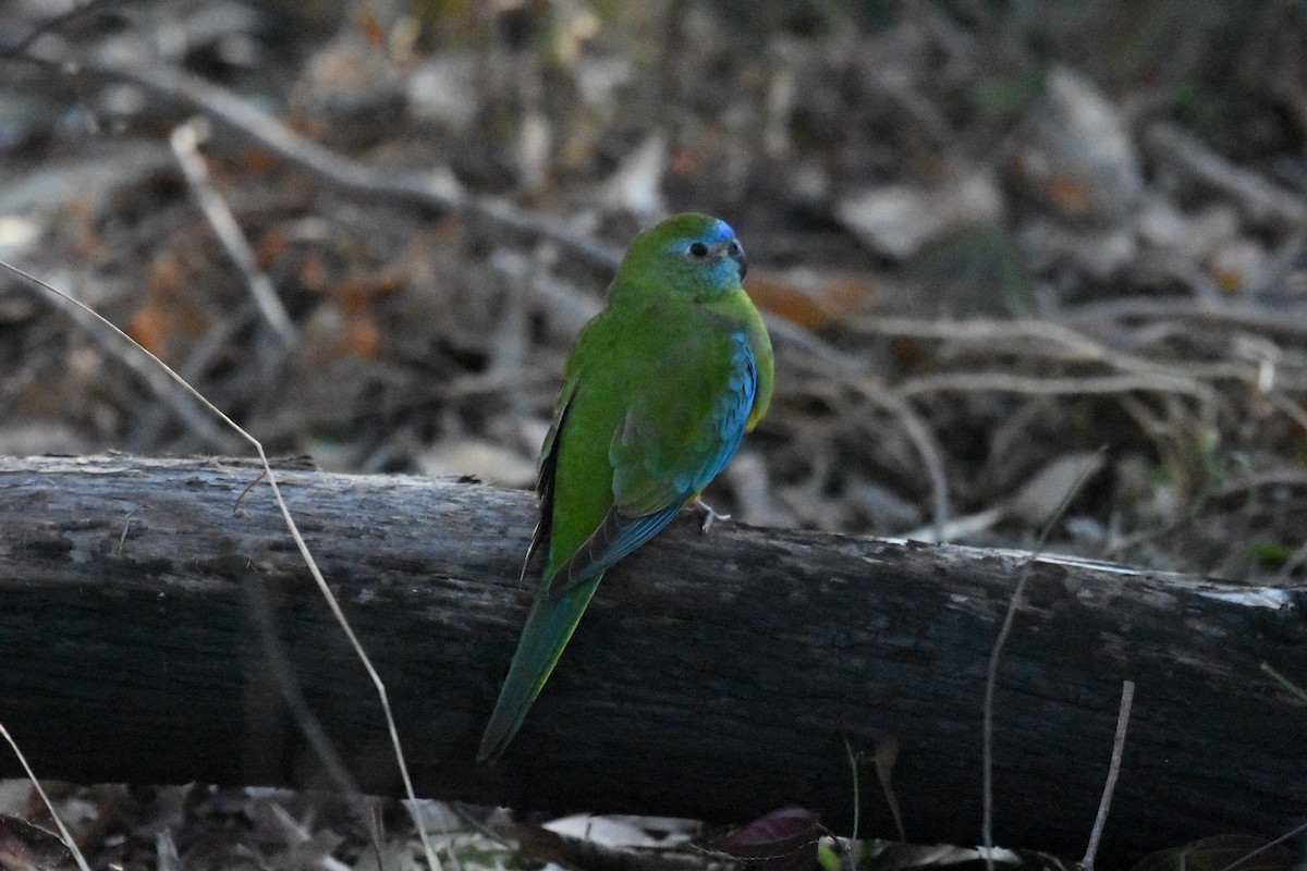 Turquoise Parrot - ML609950884
