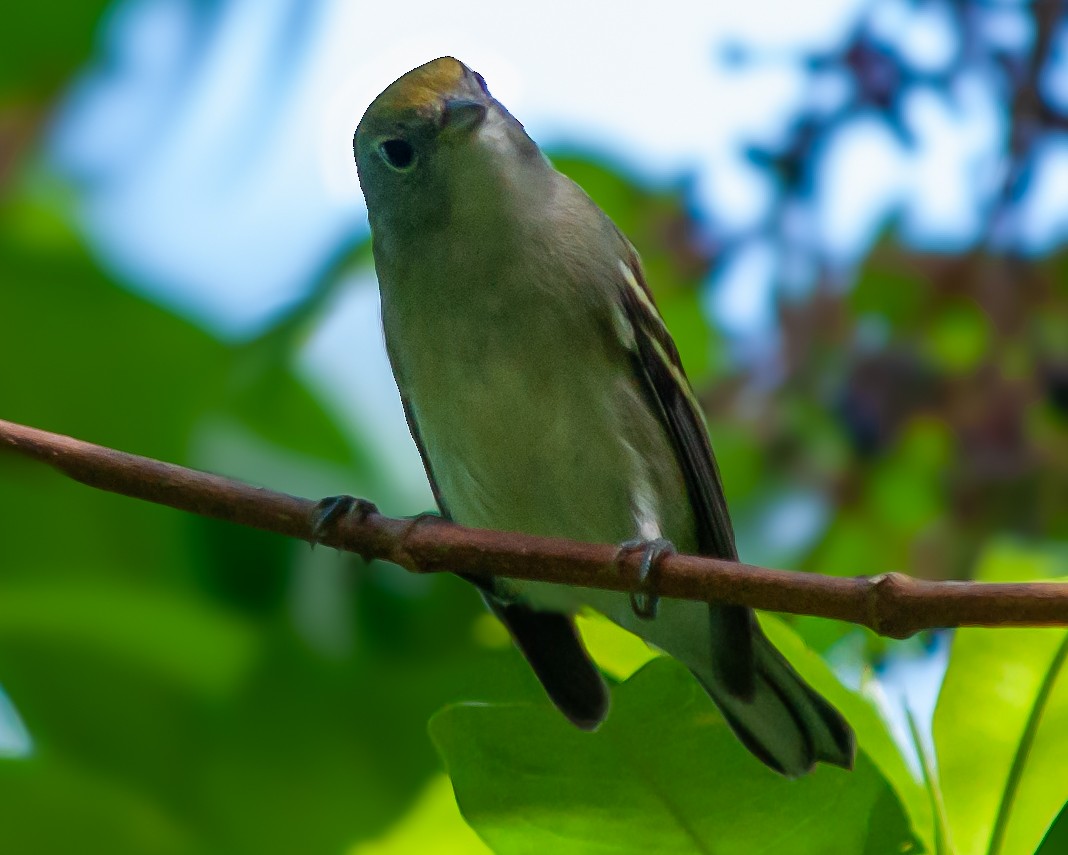 Chestnut-sided Warbler - ML609950891