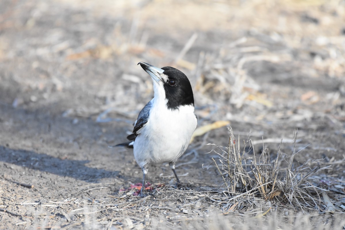 Gray Butcherbird - Shinead Ashe