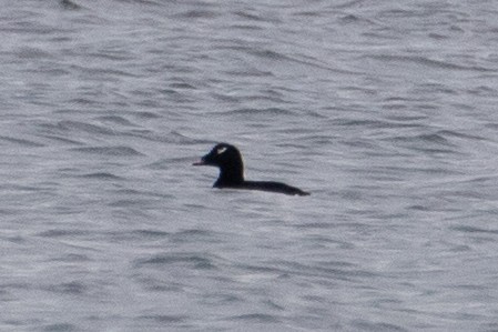 White-winged Scoter - Cameron Johnson