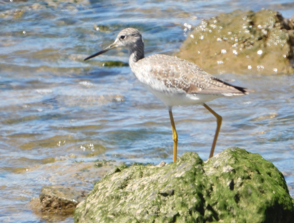 Greater Yellowlegs - Selva Pombo