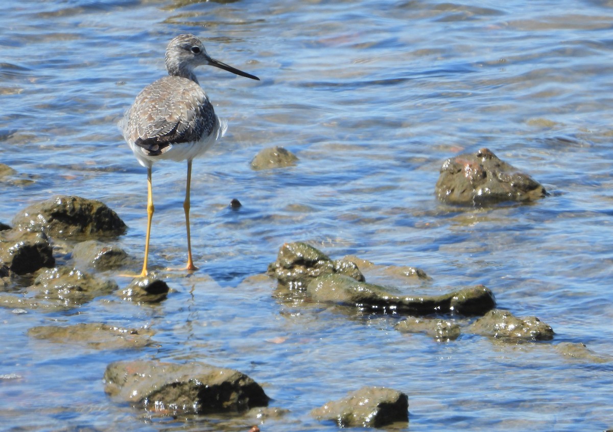 Greater Yellowlegs - ML609951044