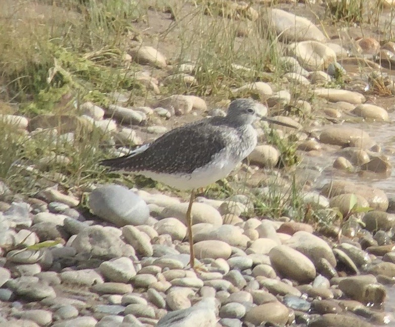 Greater Yellowlegs - ML609951063