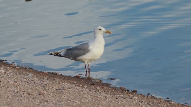 Iceland Gull (Thayer's) - ML609951252