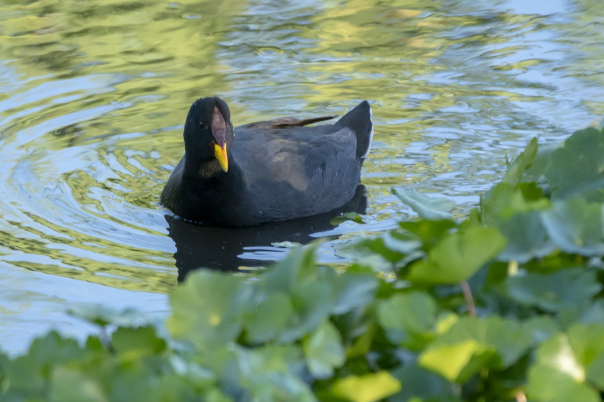 Red-fronted Coot - ML609951271