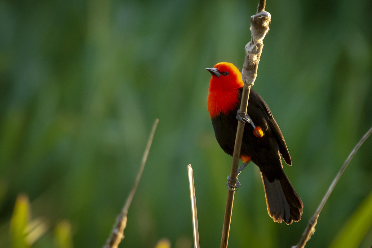 Scarlet-headed Blackbird - ML609951315