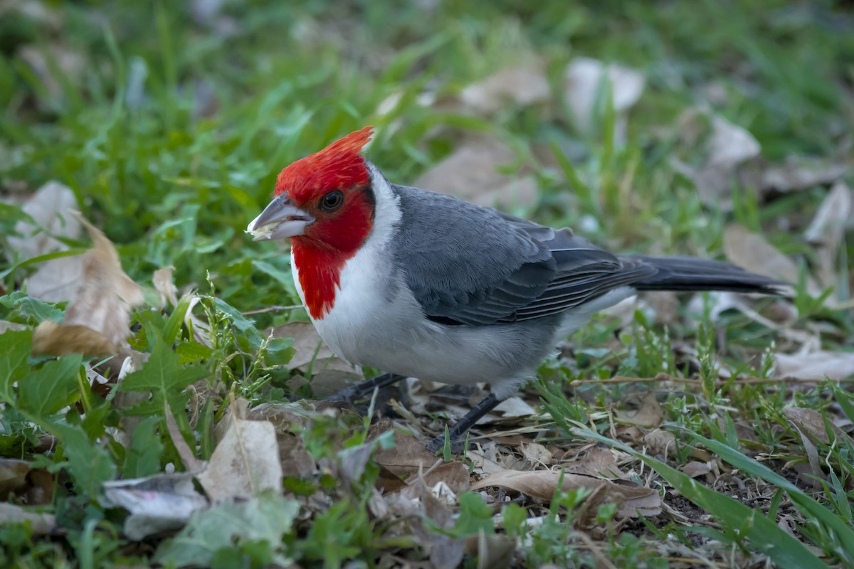 Red-crested Cardinal - ML609951325