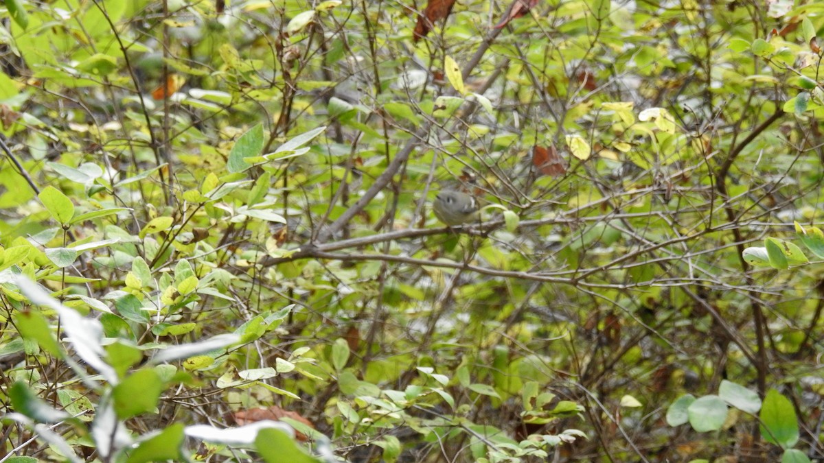 Golden-crowned Kinglet - ML609951338