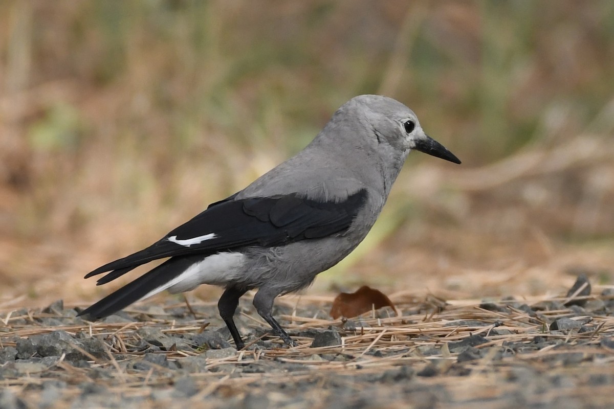 Clark's Nutcracker - ML609951528