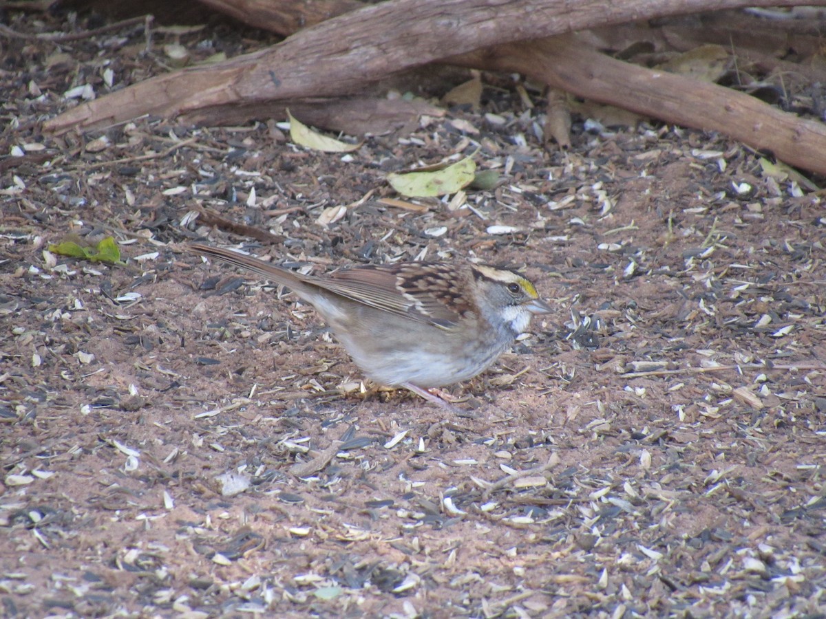 White-throated Sparrow - ML609951539