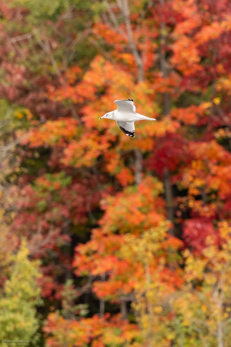 Ring-billed Gull - ML609951558