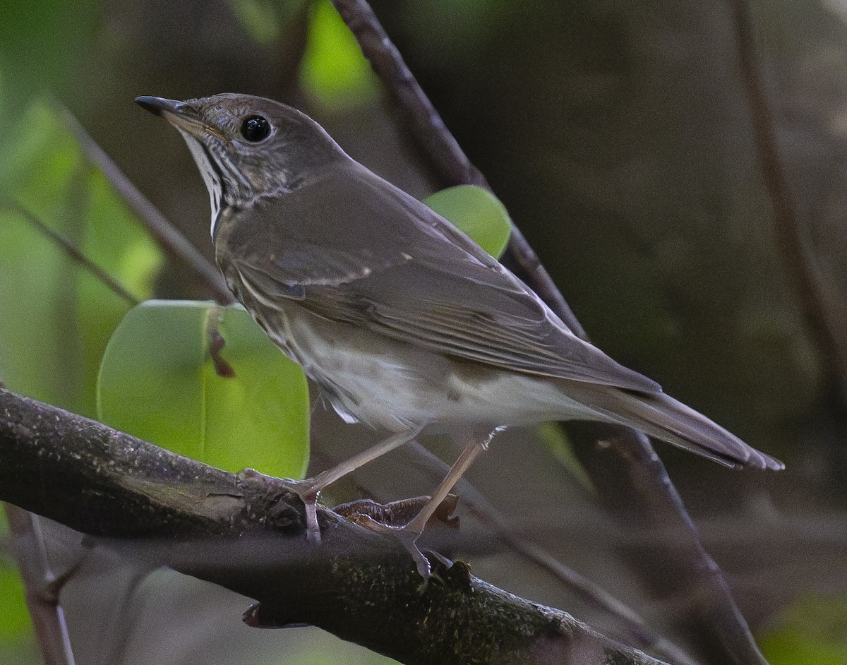 Gray-cheeked Thrush - Lawrence Gladsden