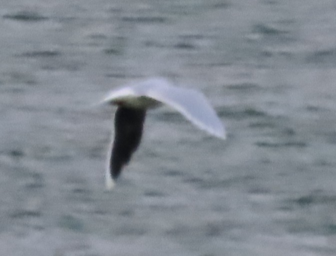 Little Gull - ML609951604