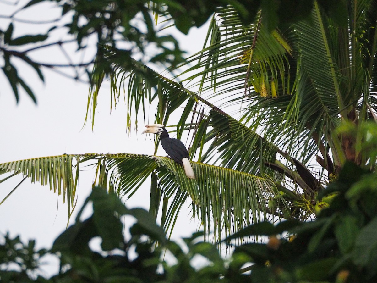 Palawan Hornbill - ML609951631