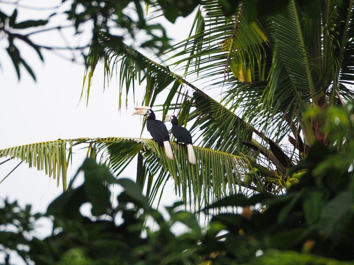 Palawan Hornbill - Anonymous