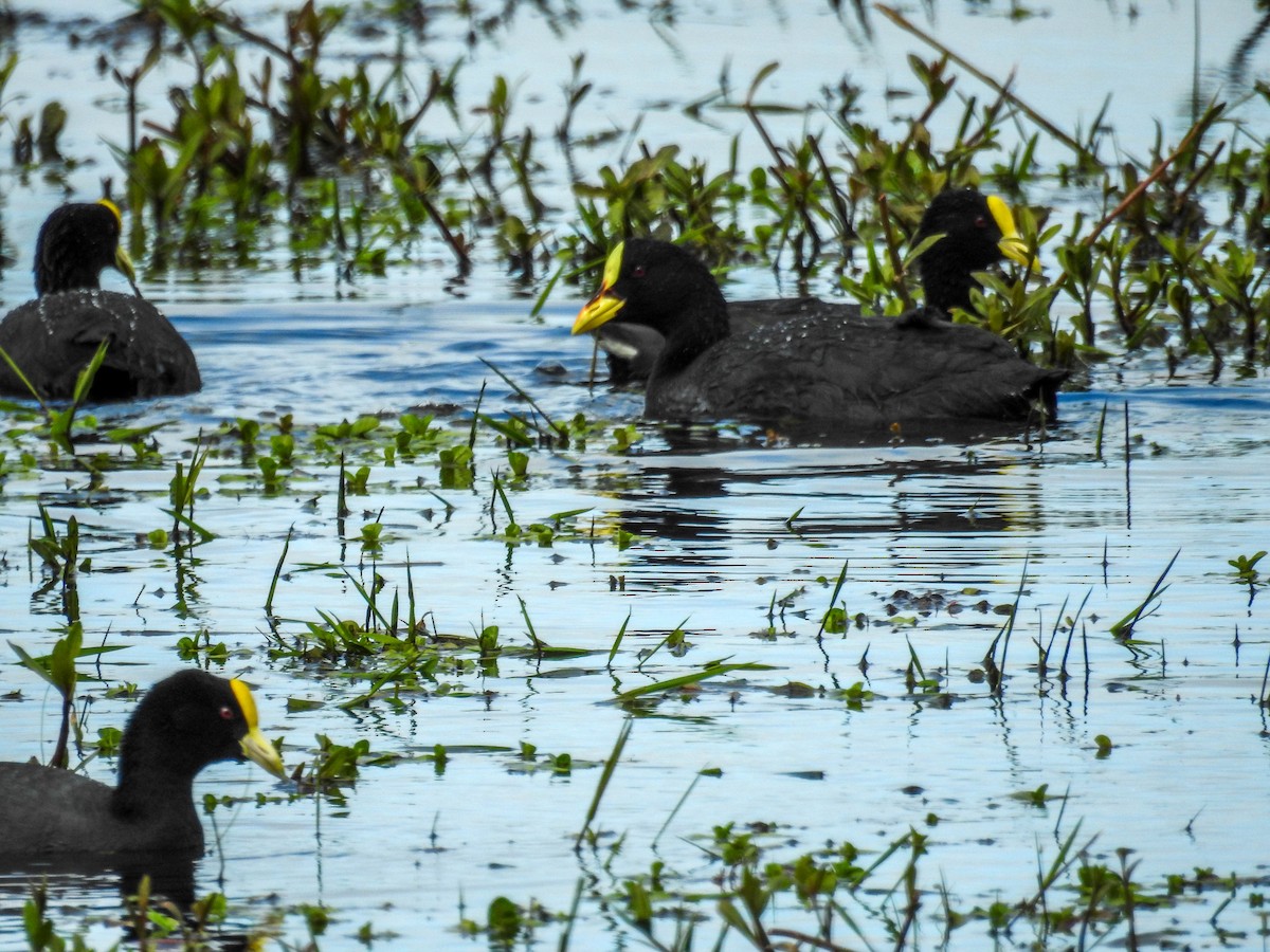 Red-gartered Coot - ML609951677