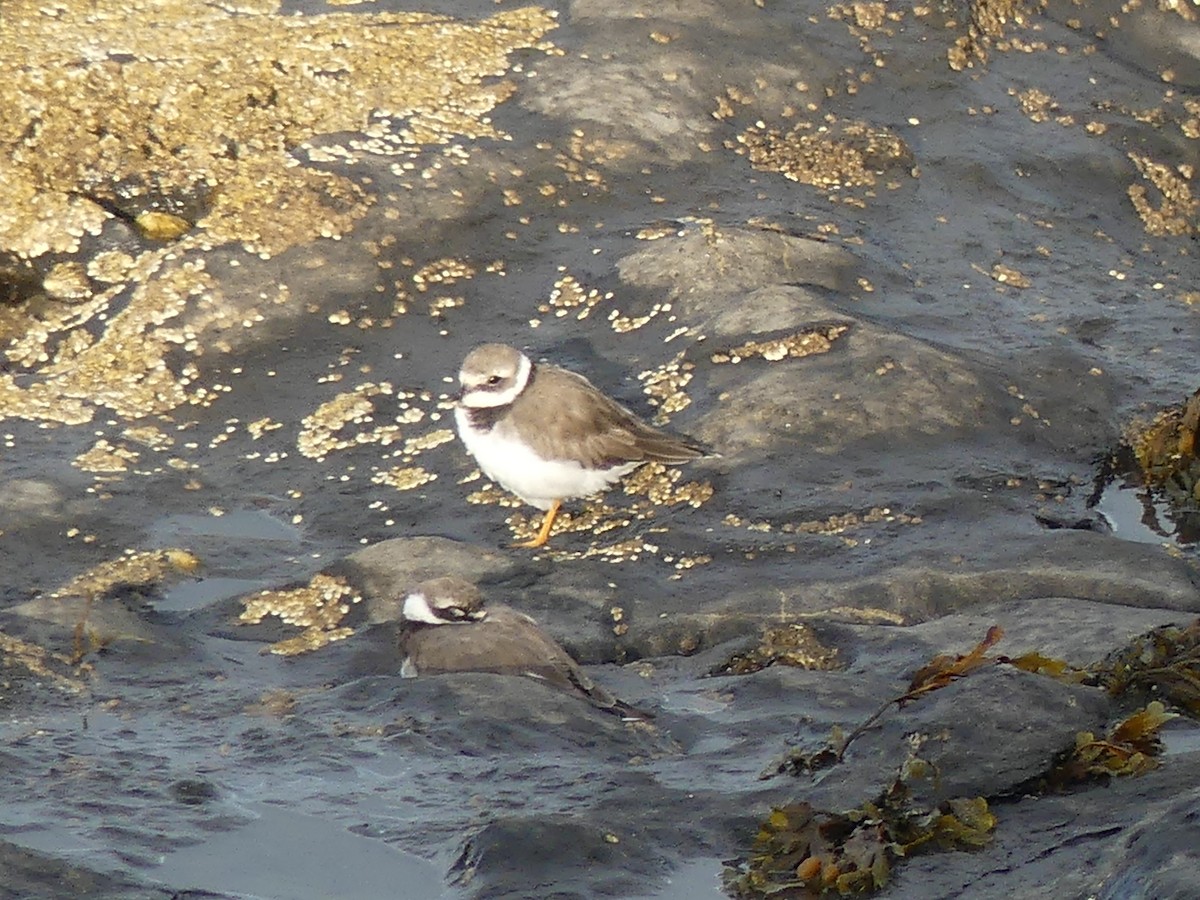 Common Ringed Plover - ML609951714