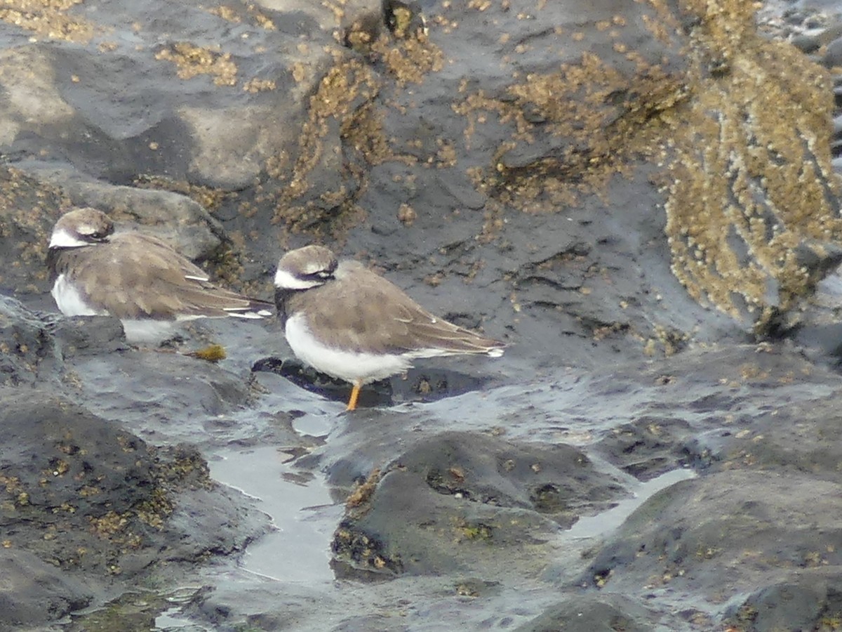Common Ringed Plover - ML609951716