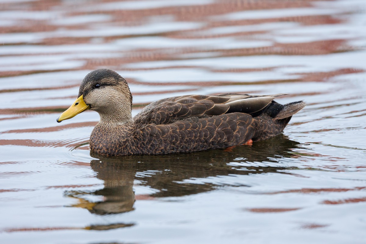 American Black Duck - ML609951753