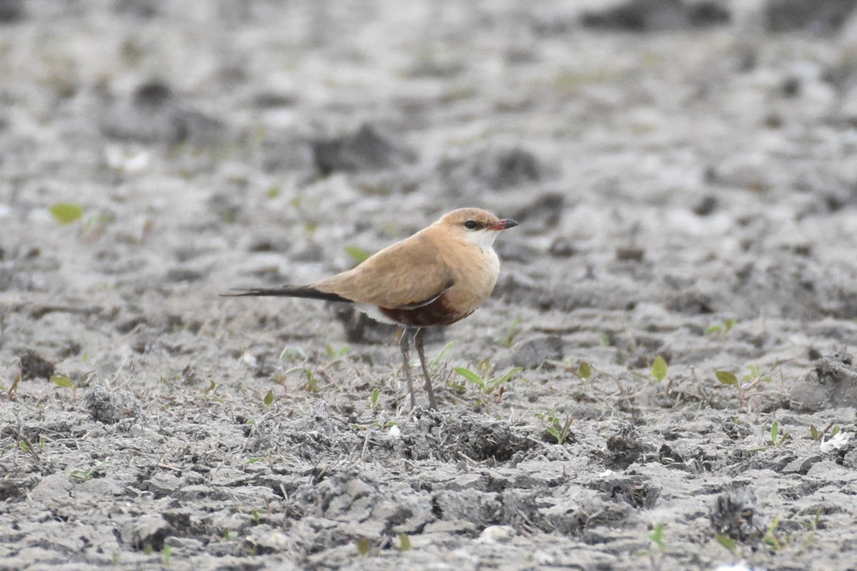 Australian Pratincole - Shinead Ashe