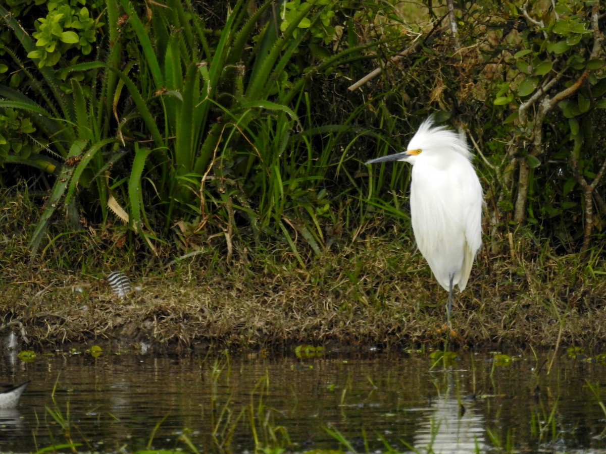 Snowy Egret - ML609951826