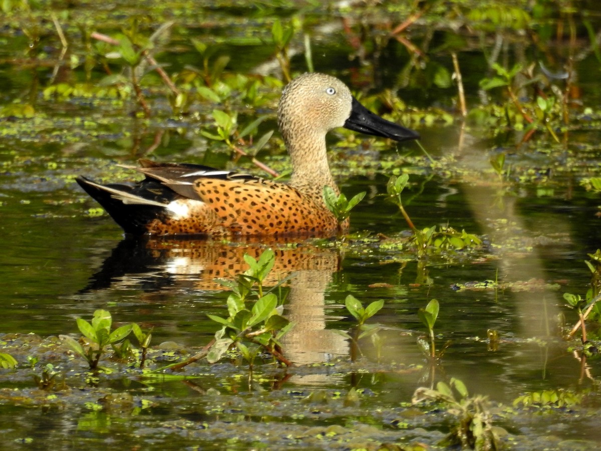 Red Shoveler - Luis  Weymar Junior