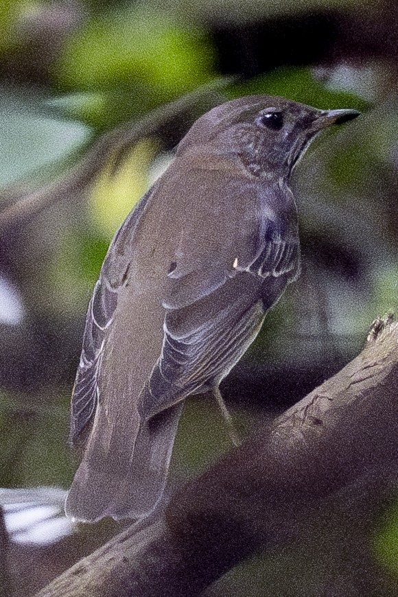 Gray-cheeked Thrush - ML609951882