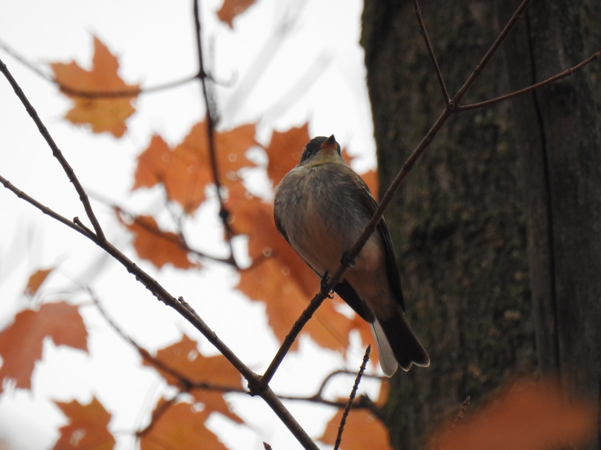 Eastern Wood-Pewee - ML609951937