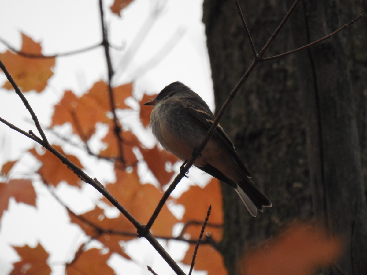 Eastern Wood-Pewee - ML609951938