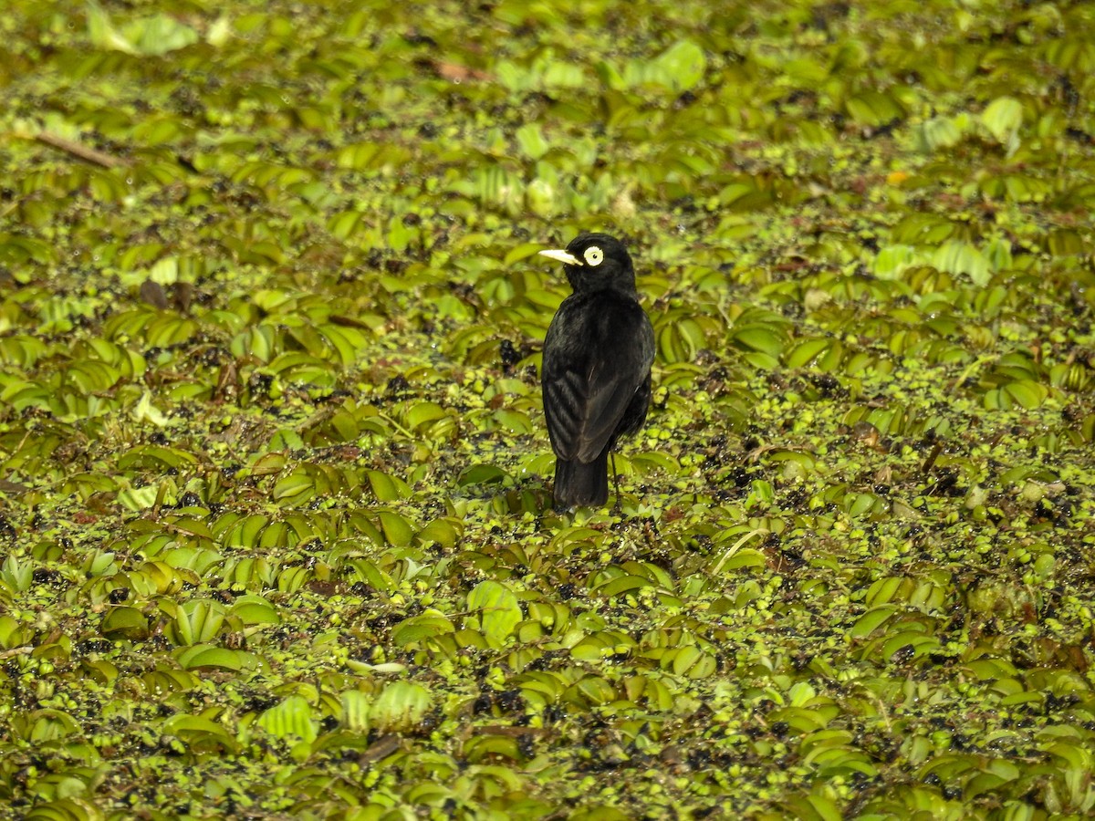 Spectacled Tyrant - ML609951961