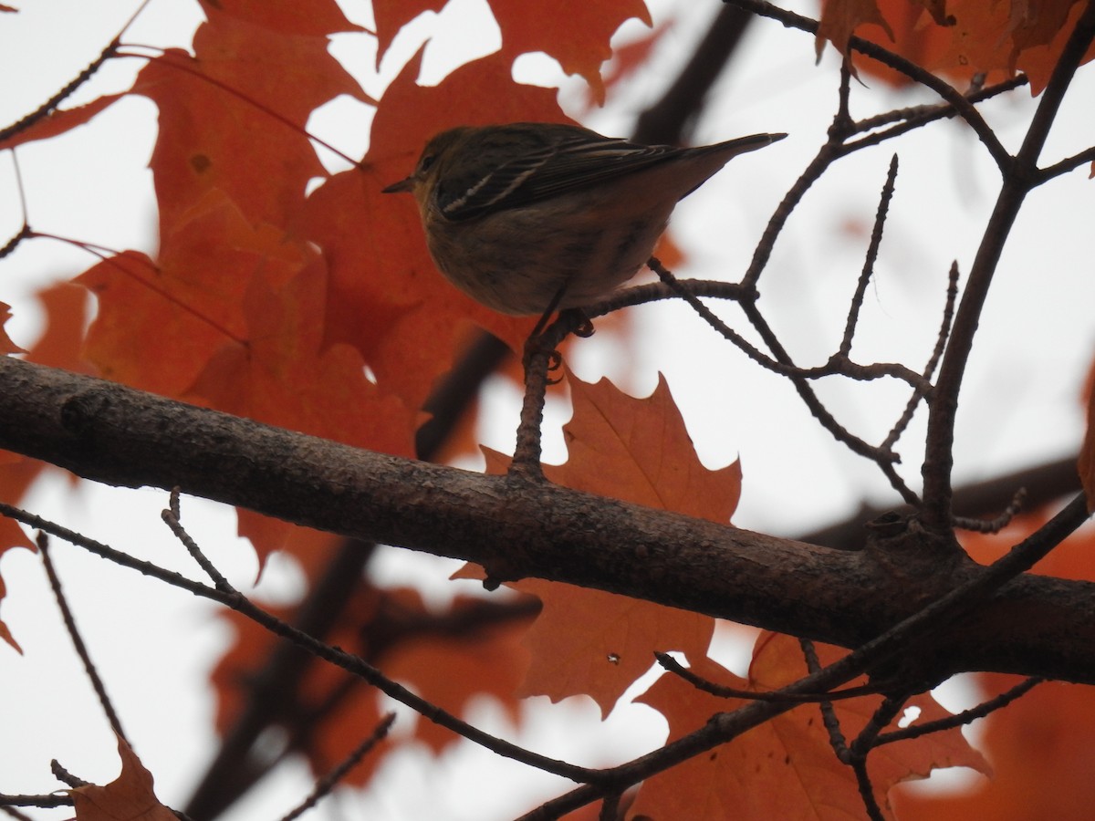 Blackpoll Warbler - ML609952111