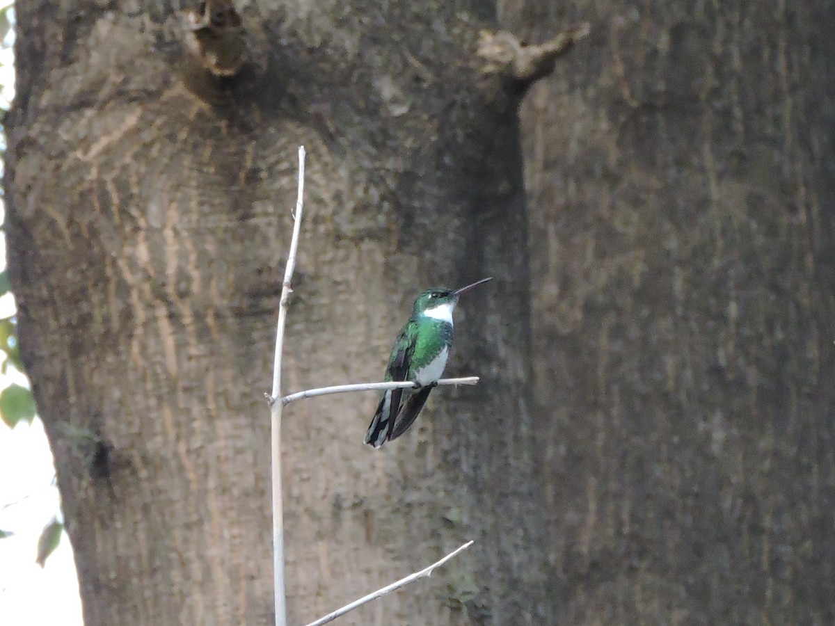 White-throated Hummingbird - ML609952253