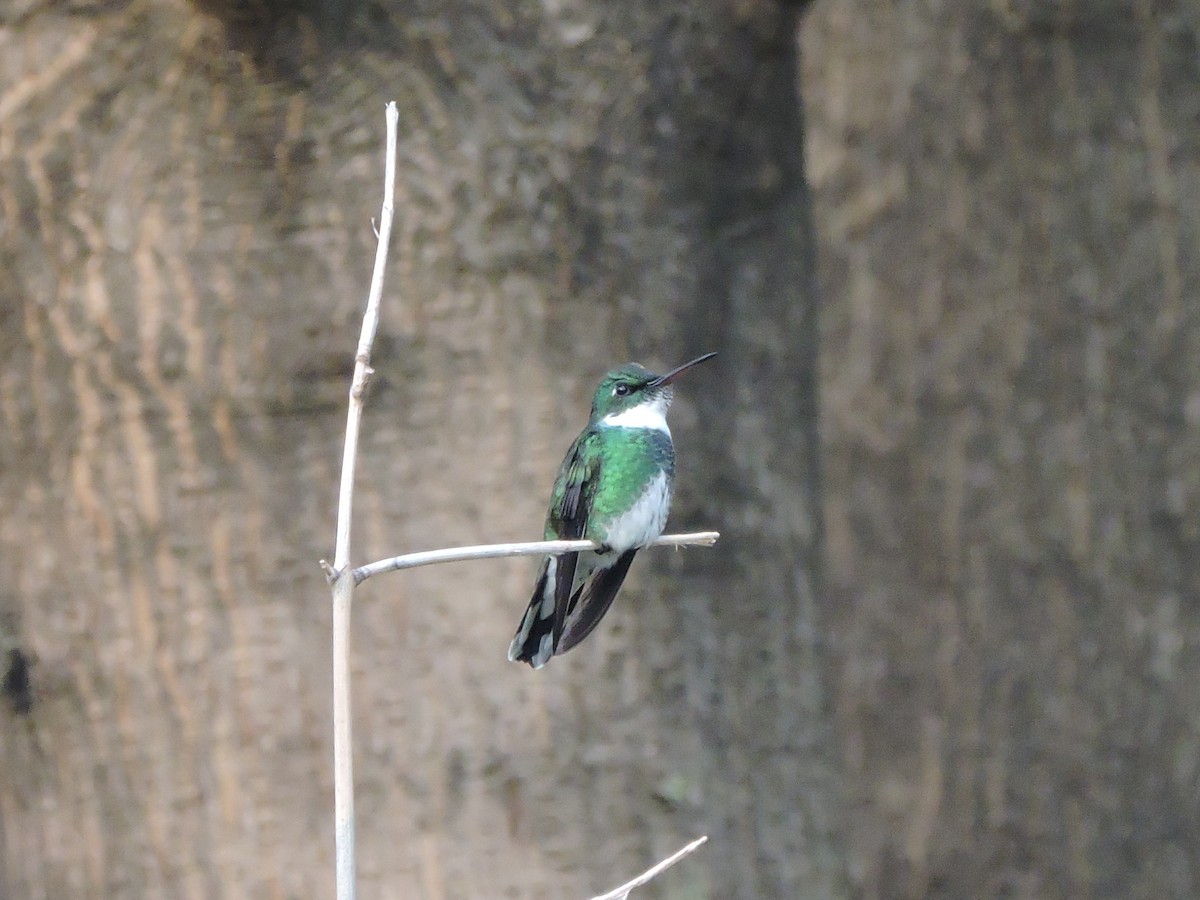 White-throated Hummingbird - Micaela Hierro