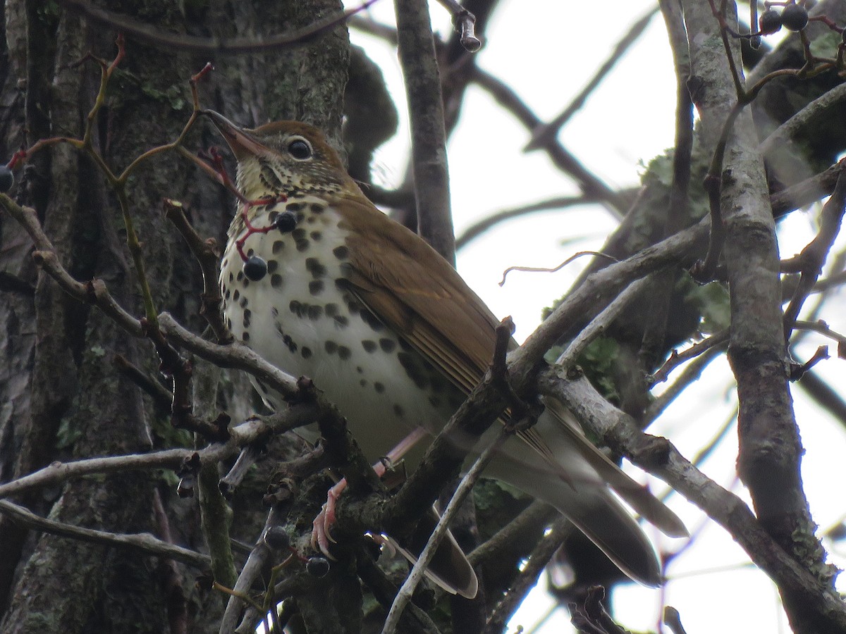 Wood Thrush - ML609952281