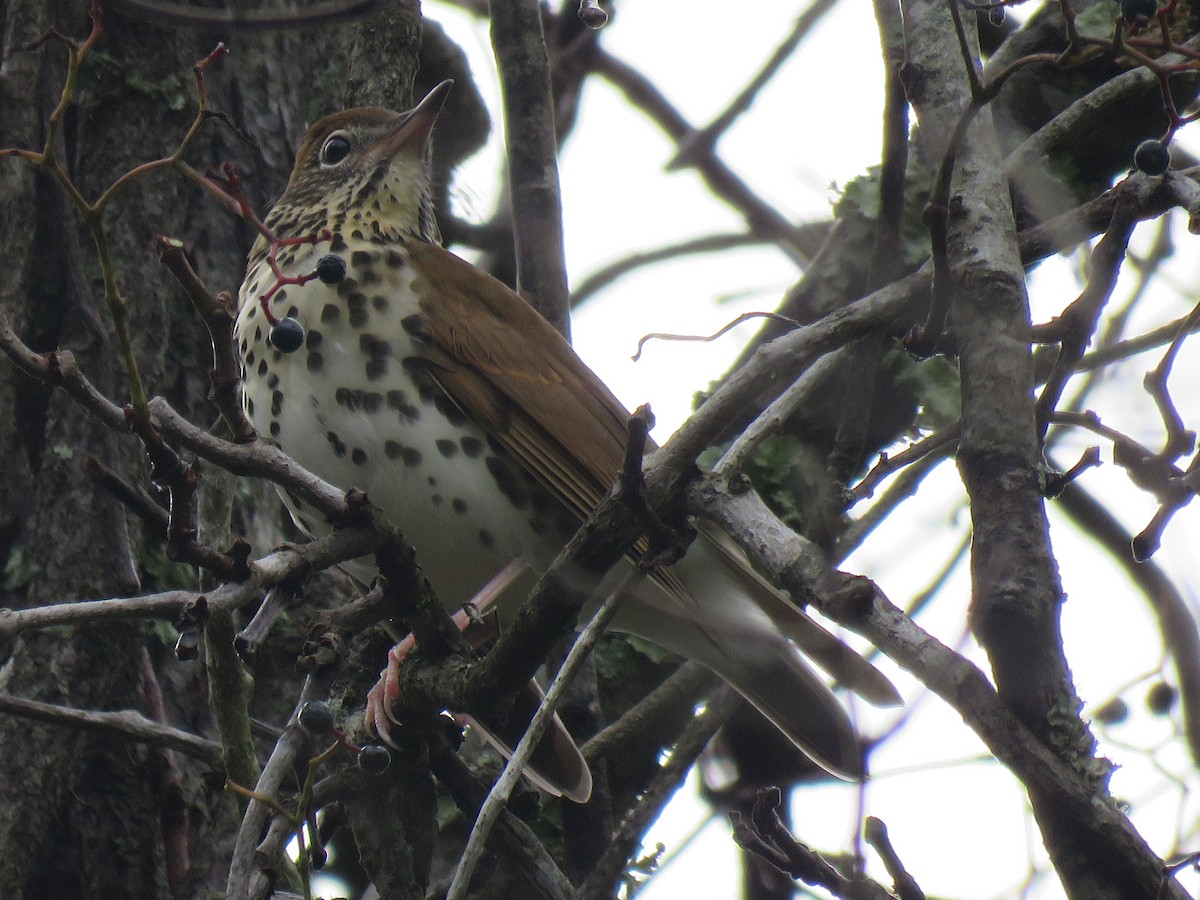 Wood Thrush - ML609952327