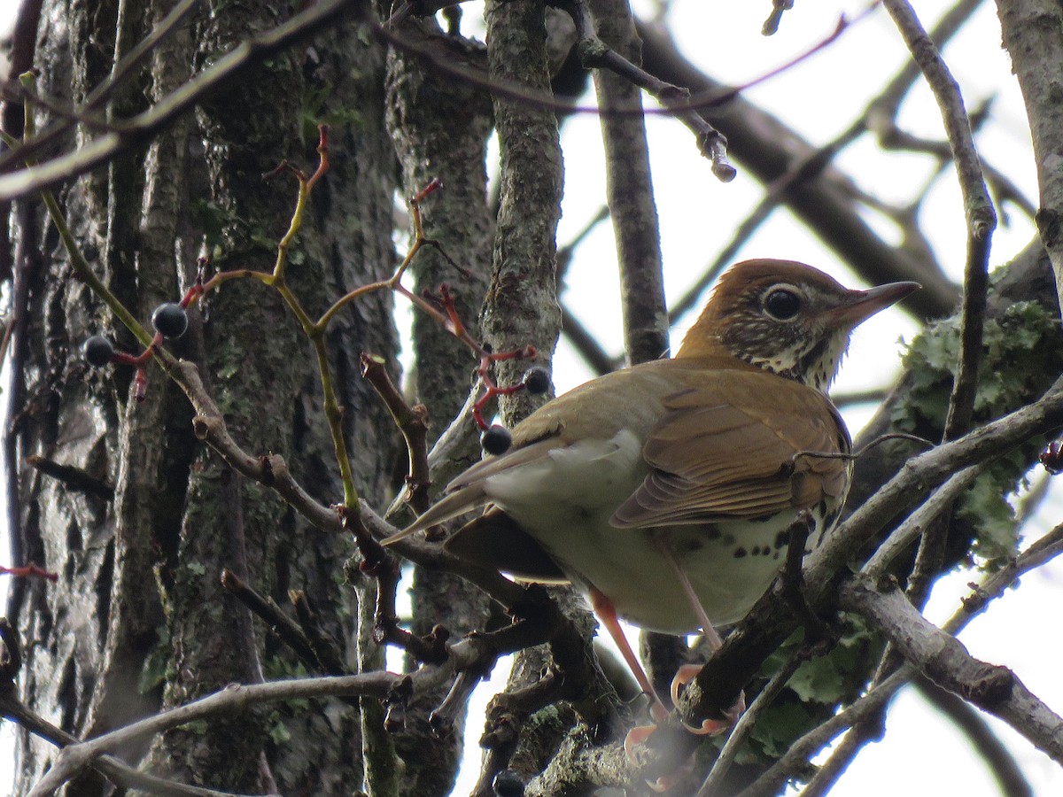 Wood Thrush - ML609952359