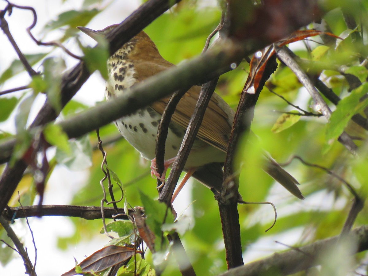 Wood Thrush - ML609952373