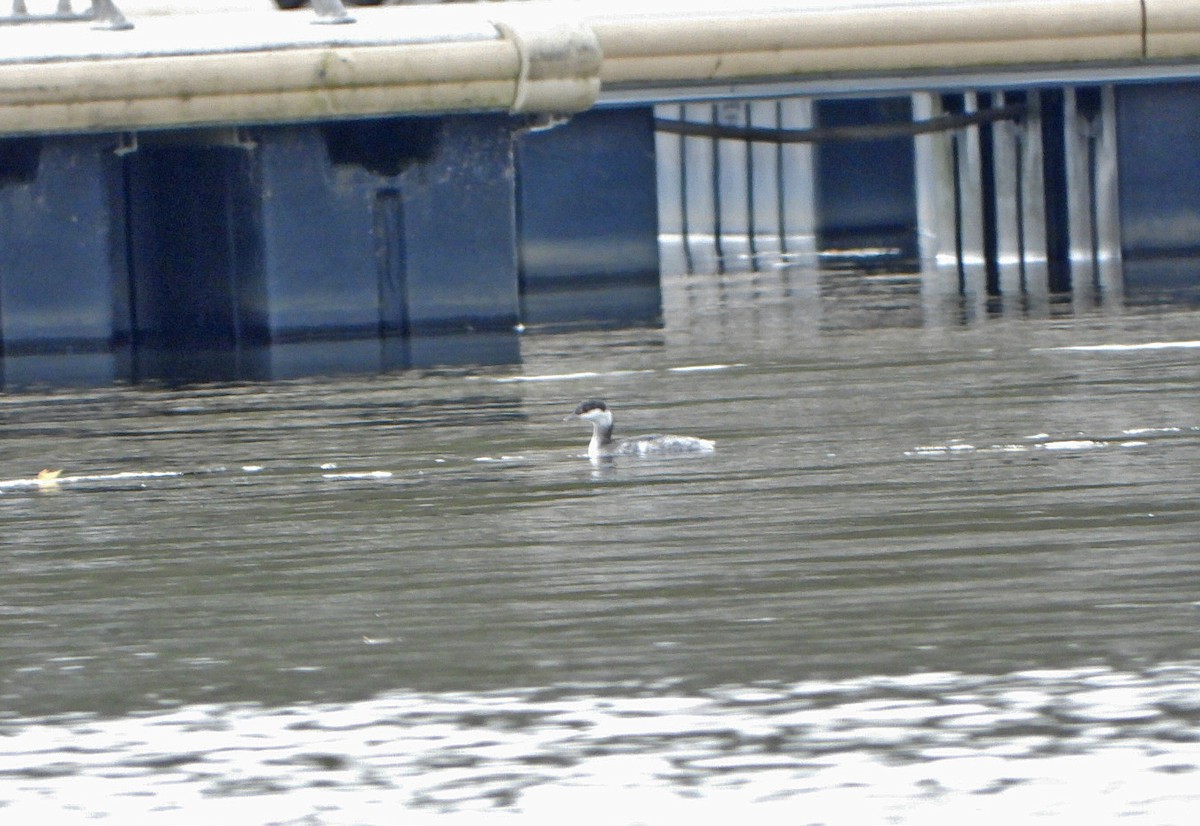 Horned Grebe - ML609952402