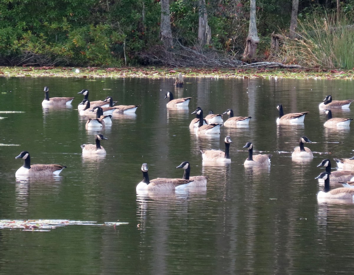 Branta kanadar handia - ML609952448