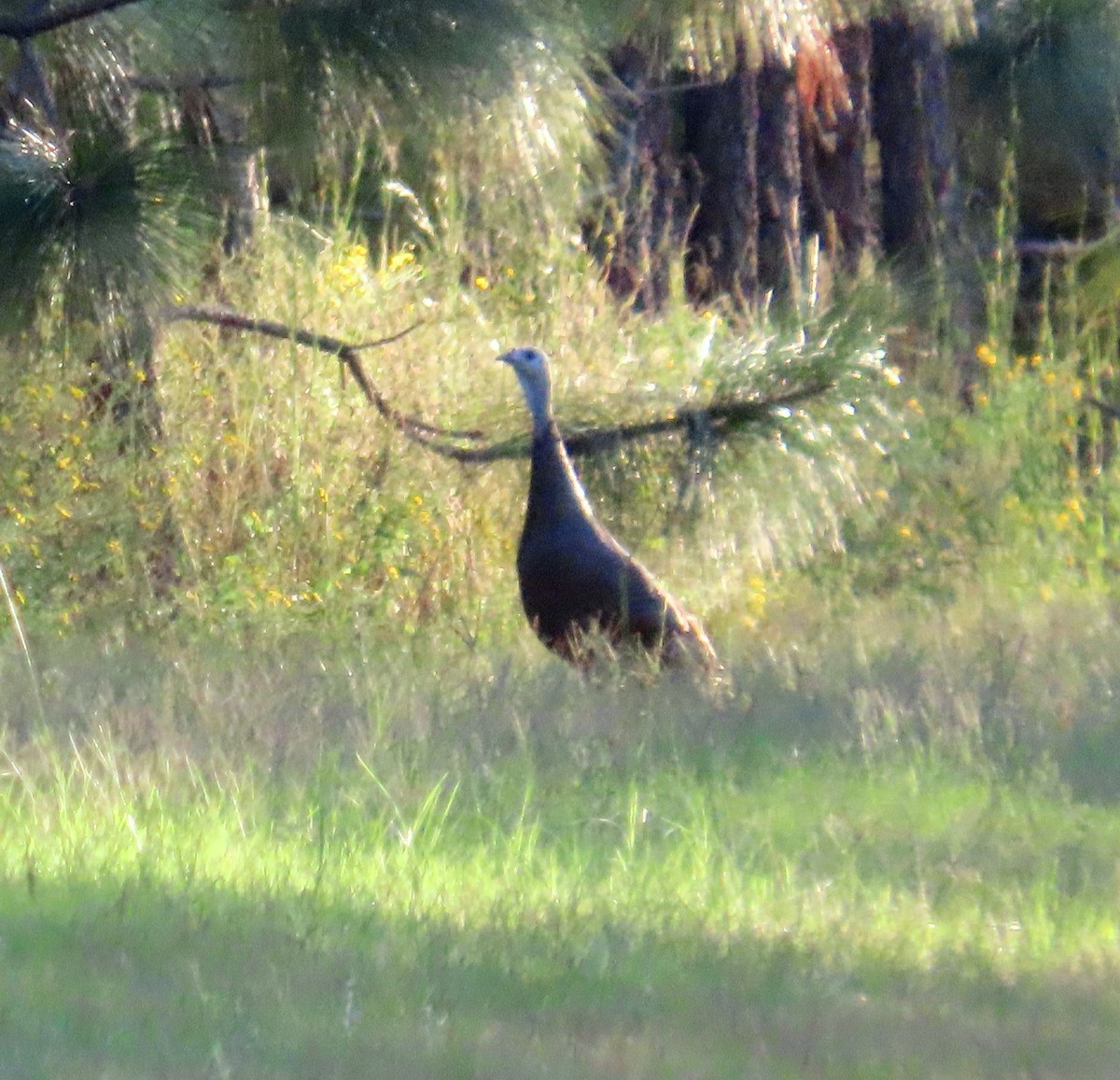 Indioilar arrunta - ML609952462