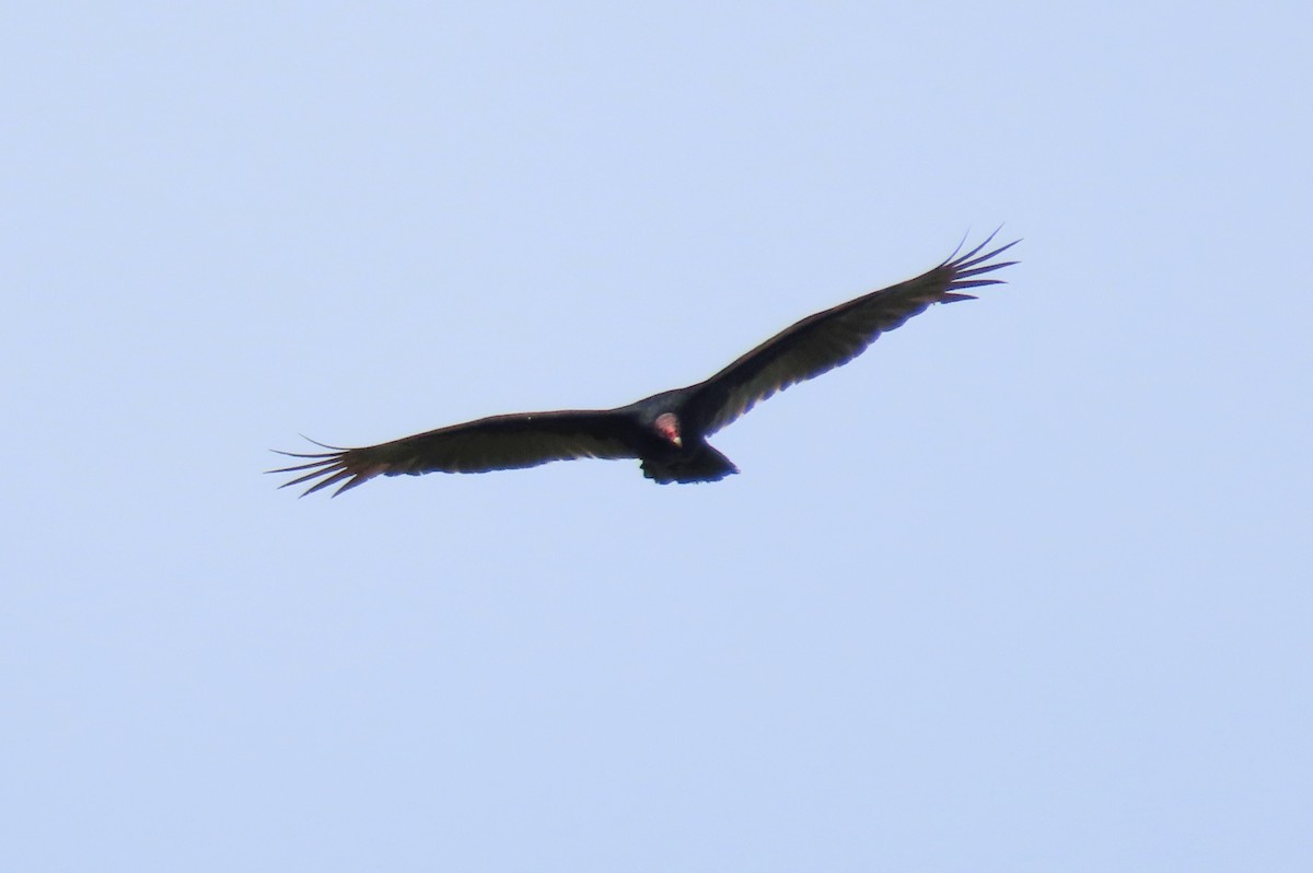 Turkey Vulture - ML609952471