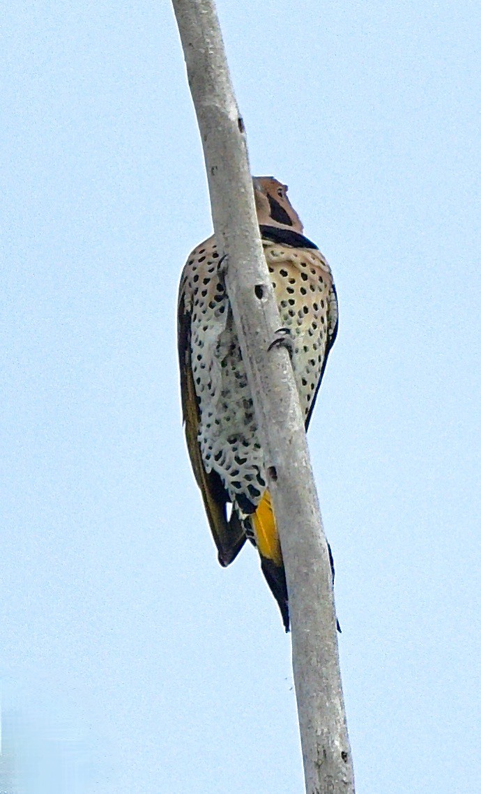 Northern Flicker (Yellow-shafted) - ML609952543