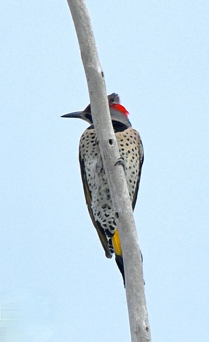 Northern Flicker (Yellow-shafted) - ML609952547