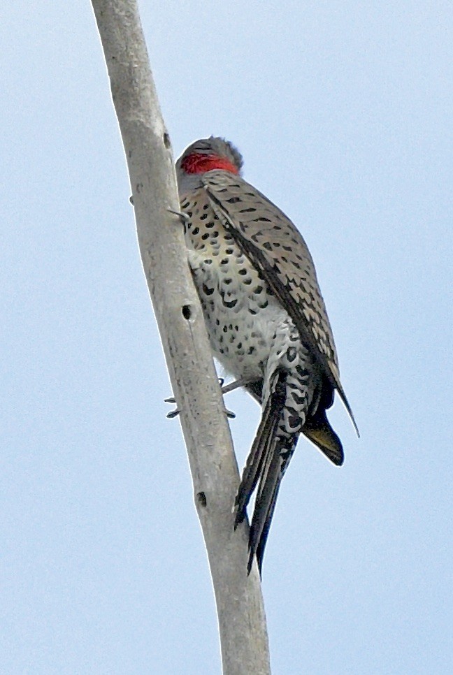 Northern Flicker (Yellow-shafted) - ML609952550