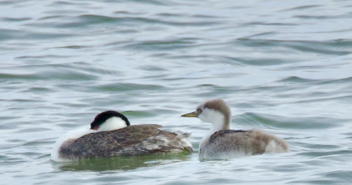 Western Grebe - ML609952686